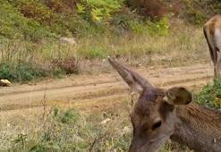 Ormanda otlayan kızılgeyikler fotokapanla görüntülendi