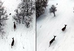 Karla kaplı ormanda gezen karacalar dron kamerasında