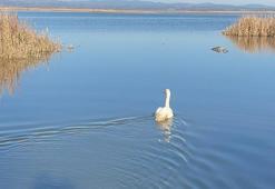 Bitkin halde bulunan kuğu, bakımının ardından doğaya bırakıldı