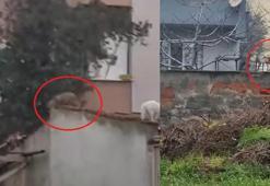 Evlerin bahçe duvarlarının üstünde gezen tilki kamerada
