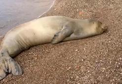 Yunanistan'dan kaçıp geldiği Antalya sahilinde dinlenen Akdeniz foku, mavi sularla buluşturuldu