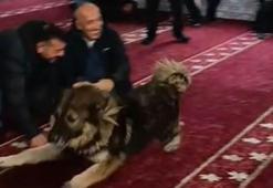 Camiye giren sokak köpeği, cemaatin arasında dolaştı