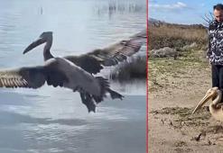 Yaralı ak pelikan 5 aylık tedavisinin ardından doğaya salındı