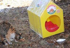 Sokak kedileri için plastikten evler yapıp, önlerine mama ve su bıraktılar