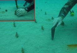 Çanakkale Boğazı'nda nesli tehlike altındaki pinalar yeniden yetişiyor