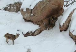 Karla kaplı kayalıklarda dolaşan dağ keçileri kamerada