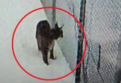 Kayseri’de mahsur kalan vaşak kurtarıldı