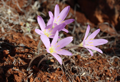 Endemik türü koparmanın cezası 699 bin 245 TL