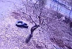 Kendisine doğru koşan köpeği tüfekle vurup öldürdü