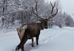 Karla kaplı yaylada yürüyen geyik dron kamerasında