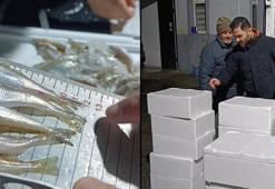 Samsun’da yasal avlanma boyunun altında olan 2,6 ton mezgit ele geçirildi