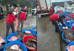 Kandıra’da yasa dışı avlanan 500 kalkan balığı ele geçirildi