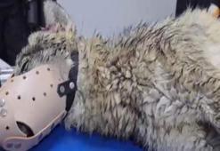 Bitlis’te yol kenarında yaralı halde bulunan kurt, tedaviye alındı