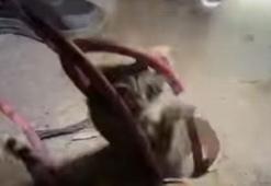 Kuyuya düşen yavru kedi, 2 saatlik çalışmayla kurtarıldı