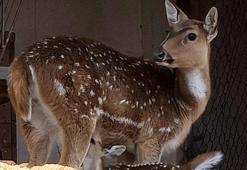 Antalya Doğal Yaşam Parkı'nın 2026'da ilk yavrusu aksis geyiği