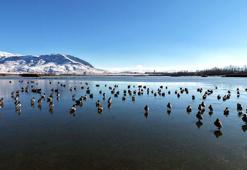 Buz tutan gölün 'vefalı' sakinleri