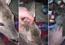 Yaralı bulduğu karacayı evine götürdü