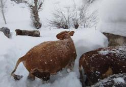1 metreyi aşan kar, besicileri zorladı