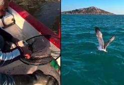 Gagasına iğne batıp, misinaya dolanan martı kurtarıldı