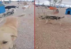 Barınakta aç kalan köpeklerin, başka köpeği yediği iddiası