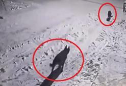 Mahalleye inen kurtları, elinde çaydanlıkla koşarak uzaklaştırdı