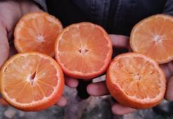 Narenciye üretiminin yüzde 40’ını karşılayan Adana’da ürünü don vurdu