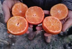 Narenciye üretiminin yüzde 40’ını karşılayan Adana’da ürünü don vurdu