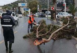 Bodrum’da fırtına; ağaçlar devrildi, tekneler su aldı