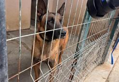 OMÜ tarafından yetiştirilen görev köpeği Pars, şehrin güvenliğinde görev alacak