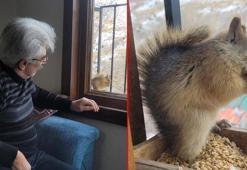 Her gün penceresine gelen sincabı besliyor