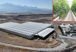 14 bin 500 konutun elektriği çöpten karşılanıyor; tesisin soğutma suyuyla 450 ton domates üretiliyor