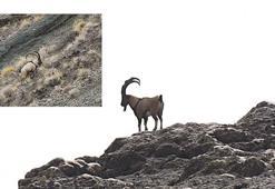 Giresun’un dağlarındaki yaban keçileri mercek altında