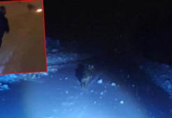 Görüntülemek istedikleri kurdun saldırısından araçlarına binerek kurtuldular