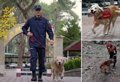 JAK köpeği 'Ocak', 8 yılda 48 can kurtardı
