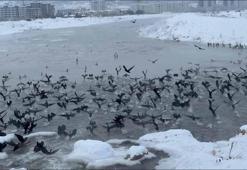 Kızılırmak'ta 'karabatak' şöleni