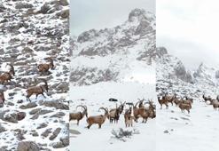 Karlı Aladağlar'da gezen dağ keçileri dron kamerasında