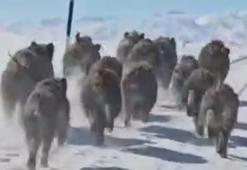 Van'da mahalle yakınına inen domuz sürüsü görüntülendi