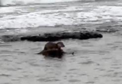 Tekirdağ'da su samuru görüntülendi