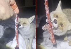 Adıyaman'da kapısına gelen tilkiyi besledi