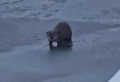 Yüksekova’da su samuru görüntülendi