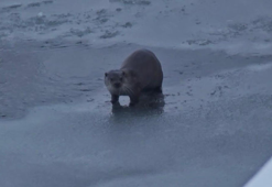 Yüksekova’da su samuru görüntülendi