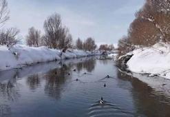 Yüksekova'da ördekler, yüzeyi kısmen buz tutan derede yüzdü
