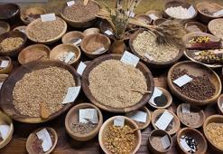 Üniversitenin girişimiyle çiftçilere dağıtılan 'Iza buğdayı'nın ekimi başladı