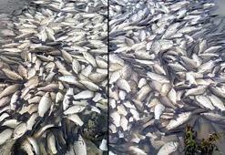 Tekirdağ’da gölette balık ölümlerine inceleme