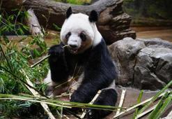Japonya, iki dev pandayı Çin'e geri yolluyor