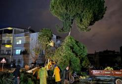 Fırtınada devrilen ağaç, elektrik tellerini kopardı