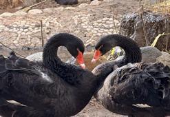 Doğanın sadık eşleri siyah kuğularda kuluçka heyecanı