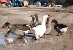 3 asırdır köylerinde kaz yetiştiriyorlar