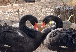 Doğanın sadık eşleri siyah kuğularda kuluçka heyecan