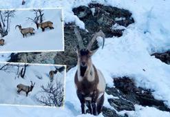Karla kaplı Munzur Vadisi'nde yiyecek arayan yaban keçileri dron kamerasında